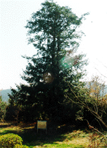 천년기념물 비자나무